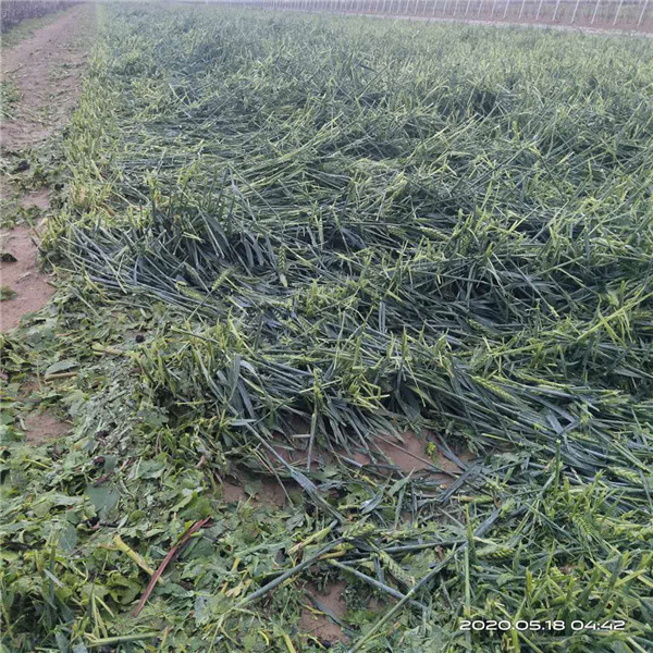 中國人?？创逑隆暗?青島萊西村莊莊稼受災保險理賠遭遇雙重“標準”