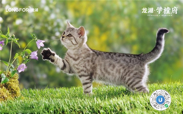 “網(wǎng)紅”學(xué)樘府，不止是即墨首座森林秘境住區(qū)