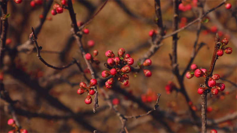 “凝聚精神的力量”恒星學(xué)院文化系列報道之三：恒星使命；讓人生更美好