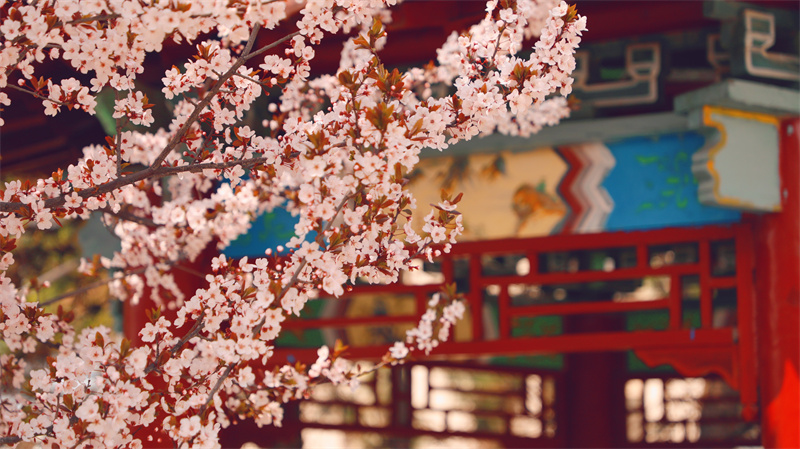 “凝聚精神的力量”恒星學(xué)院文化系列報道之五：恒星發(fā)展道路與特色