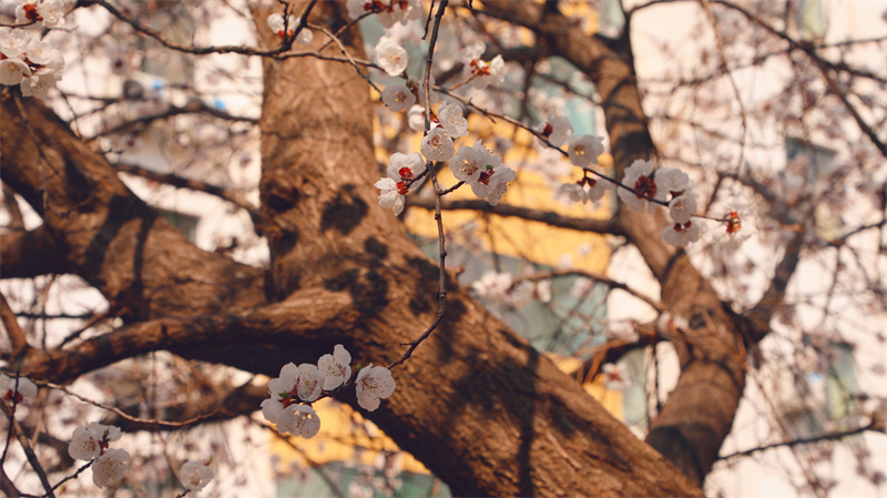 “凝聚精神的力量”恒星學(xué)院文化系列報(bào)道之十二：大學(xué)追求
