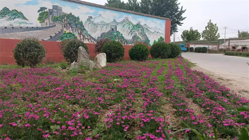 萊西南墅鎮(zhèn)以美麗鄉(xiāng)村建設(shè)為契機(jī)，推動城市更新走深走實(shí)